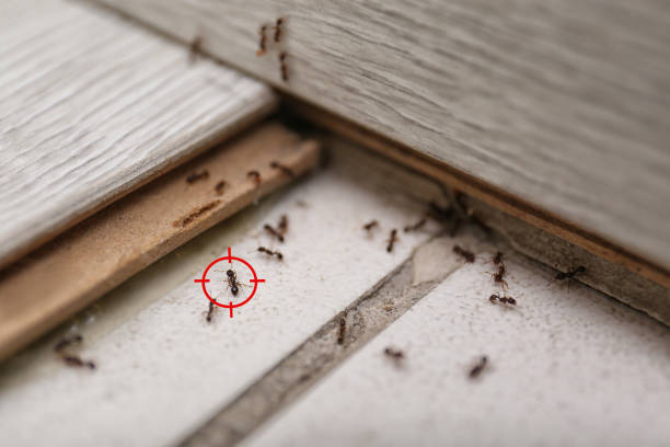 Best Termite Control Services  in Lookout Mountain, AL