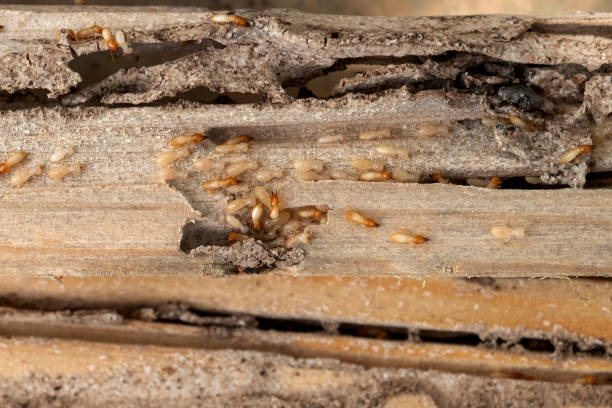 Trusted Lookout Mountain, AL Pest Control Experts